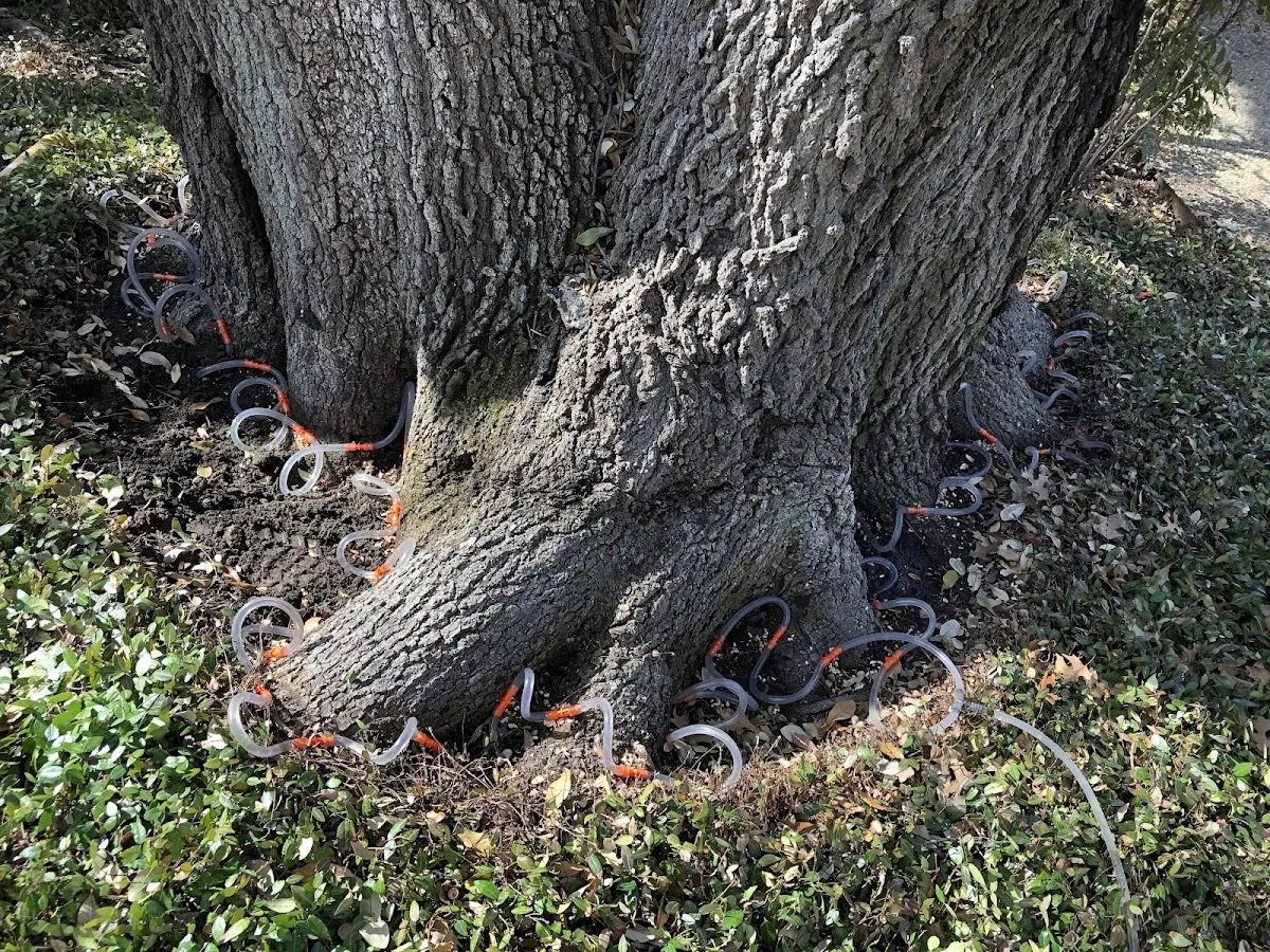 Detailed Tree Cabling and Bracing job site in Theresa