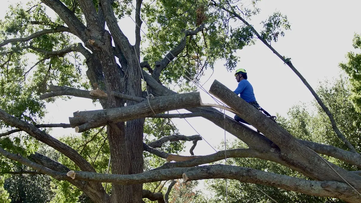 Professional Hazardous Tree Removal performed by certified arborists in Theresa