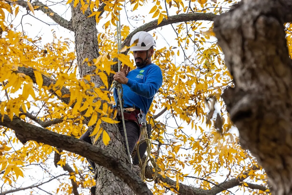 Skilled Storm Damage Cleanup crew working in Theresa